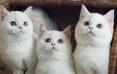 猫生指南_科学养猫，从这里开始