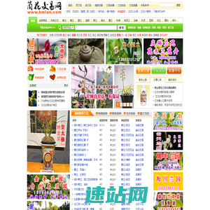 中国兰花交易网 － 兰花拍卖,中兰网,兰草交易,兰花图片,了解中国兰花尽在本兰花网