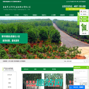 大叶女贞批发-银杏种植基地-水杉种植基地-盐城市大丰丰艺园林绿化有限公司