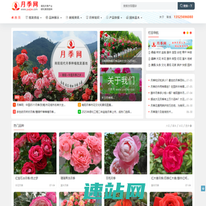月季网 - 树状藤本大花，月季批发交易基地