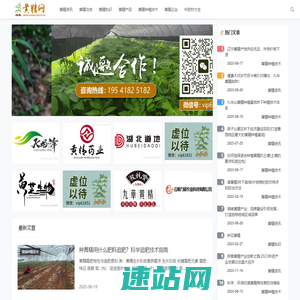 黄精价格行情_黄精的功效与作用_种植技术 - 黄精网
